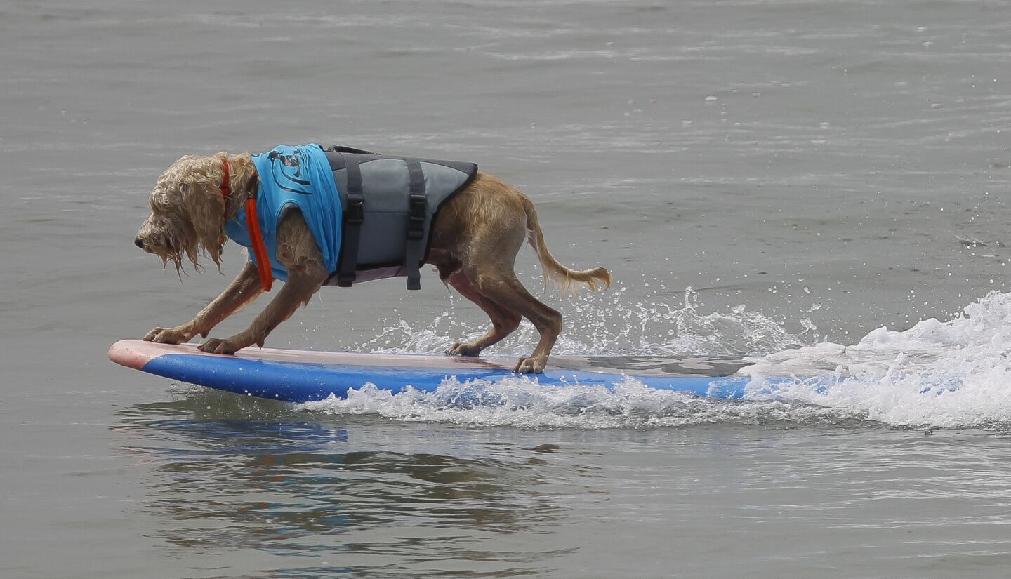 IMPERIAL BEACH, July 29, 2017 A surf dog rides the nose during the 2017 Imperial Beach Surf Dog competition at Imperial Beach on Saturday. Photo by Hayne Palmour IV/San Diego Union-Tribune/Mandatory Credit: HAYNE PALMOUR IV/SAN DIEGO UNION-TRIBUNE/ZUMA PRESS San Diego Union-Tribune Photo by Ha