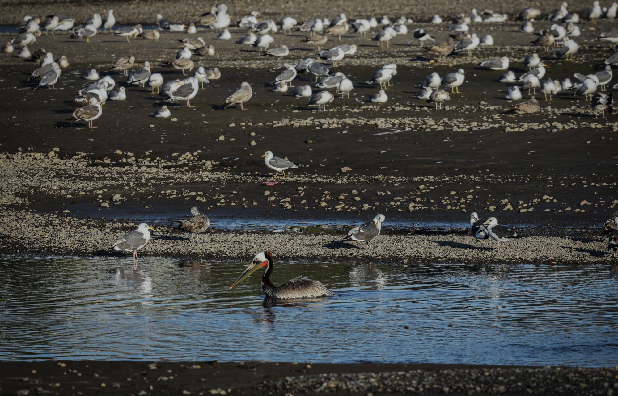 Birds rest along San Juan Creek near Doheny State Beach in Dana Point.