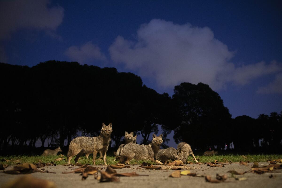 A pack of jackals in Tel Aviv's Hayarkon Park eats dog food left for them by a sympathetic human. With a coronavirus lockdown underway, the sprawling park is practically empty.
