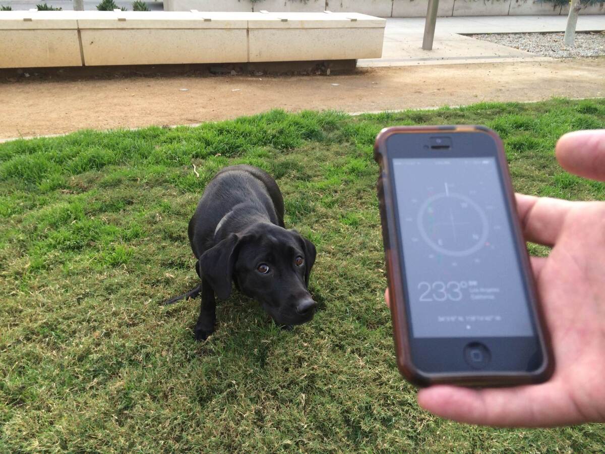 Downtown Los Angeles resident Garet Ammerman's dog Miya takes care of business while Times reporter Geoffrey Mohan holds up a compass. A new study finds that dogs prefer to align on the north-south axis when defecating.