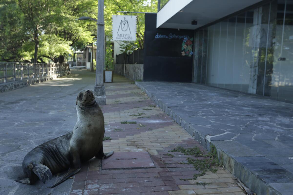 A sea lion sits outside a hotel closed because of the pandemic in San Cristobal.