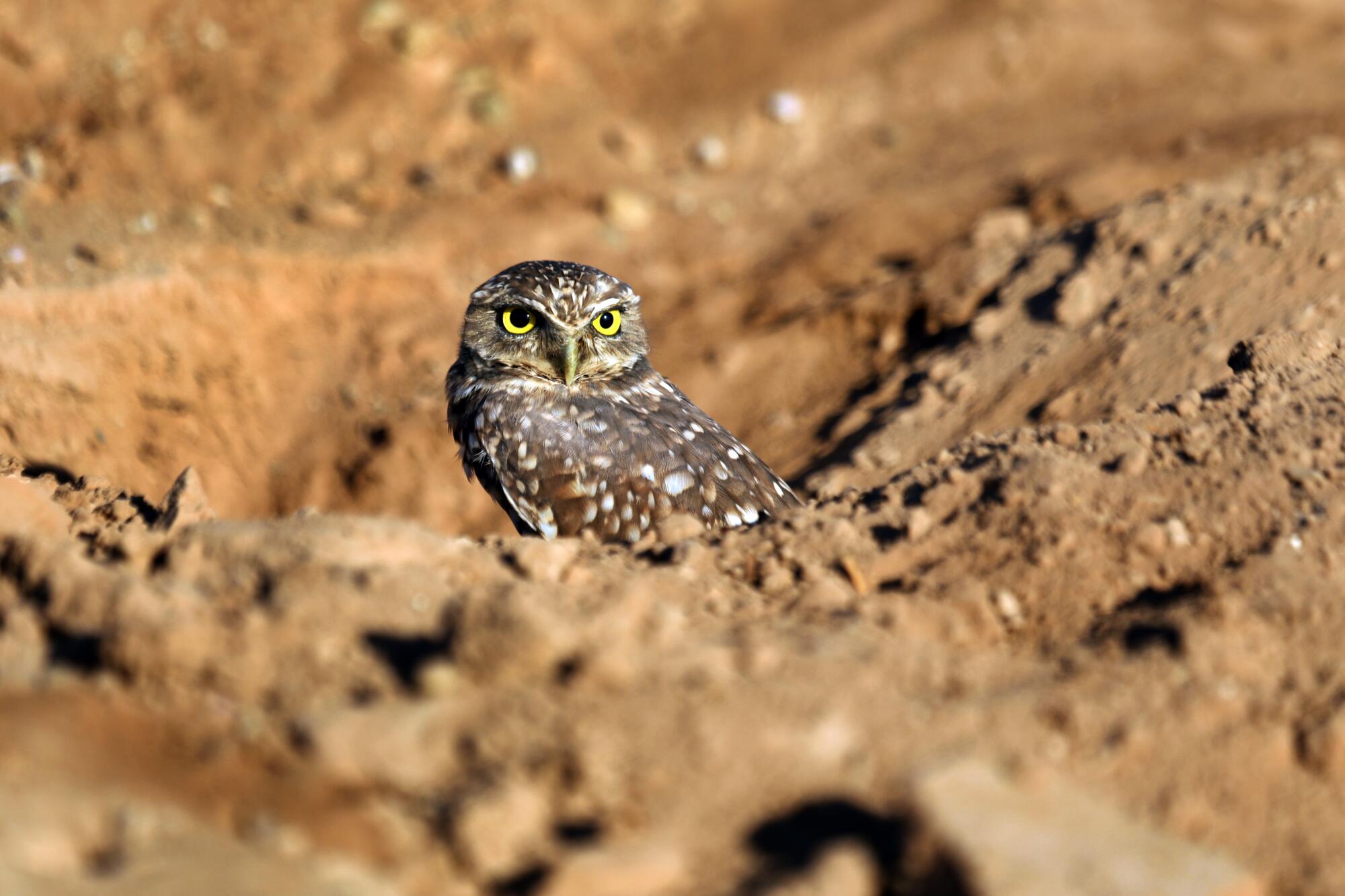 A burrowing owl, brown with white spots and bright yellow eyes, in a dirt landscape.