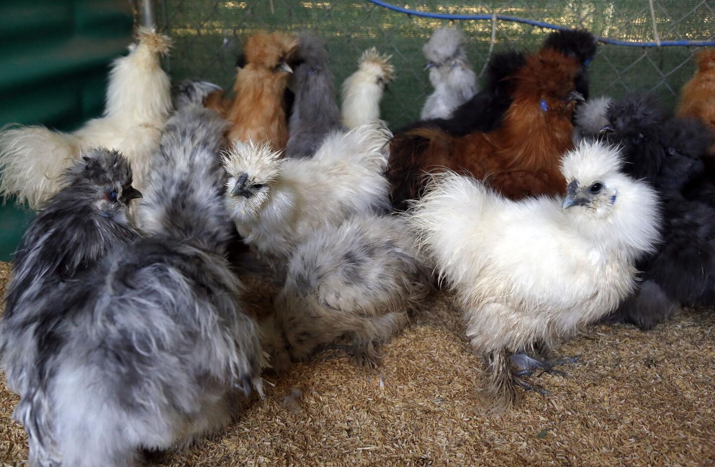 Bearded bantam silkies