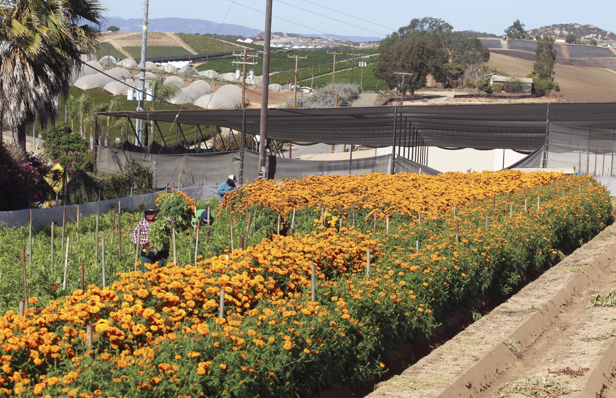 A worker carries a bundle of marigolds to a truck  at the Mellano & Company farm in Morro Hills in 2019.