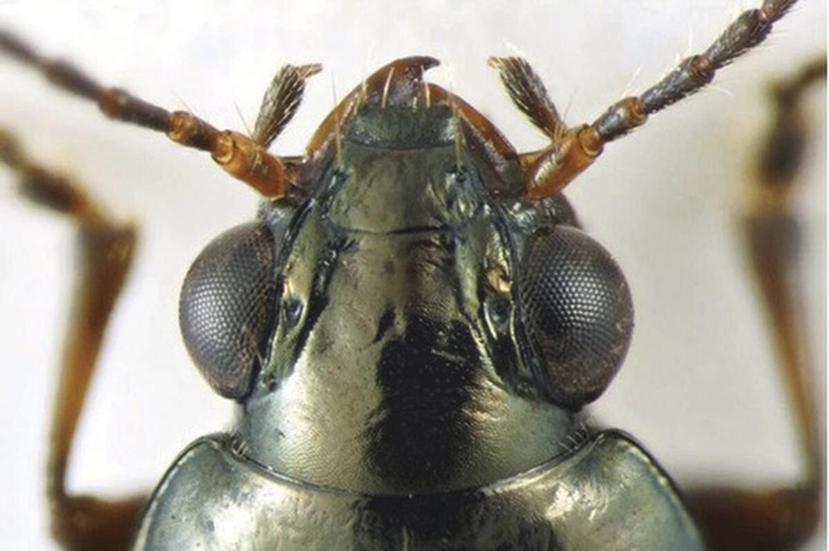 Head of rare beetle