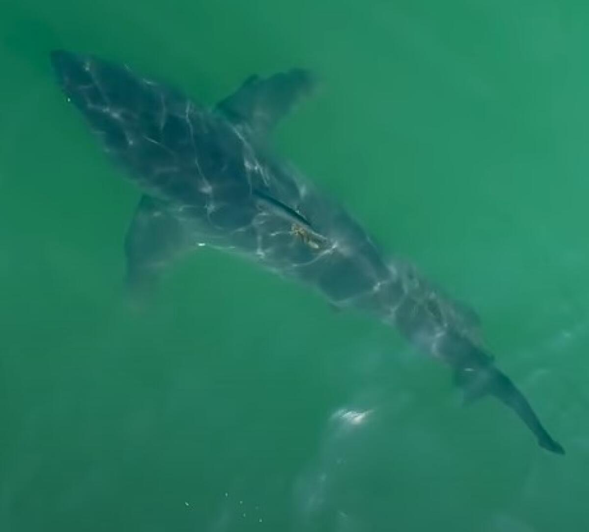 Overhead photo of a shark in shallow waters.
