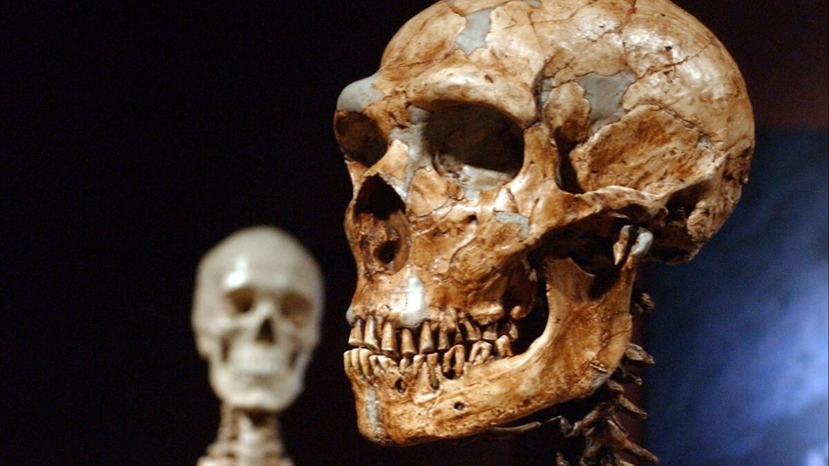 A skull of a reconstructed Neanderthal skeleton, right, and a modern human version on display at the Museum of Natural History in New York.