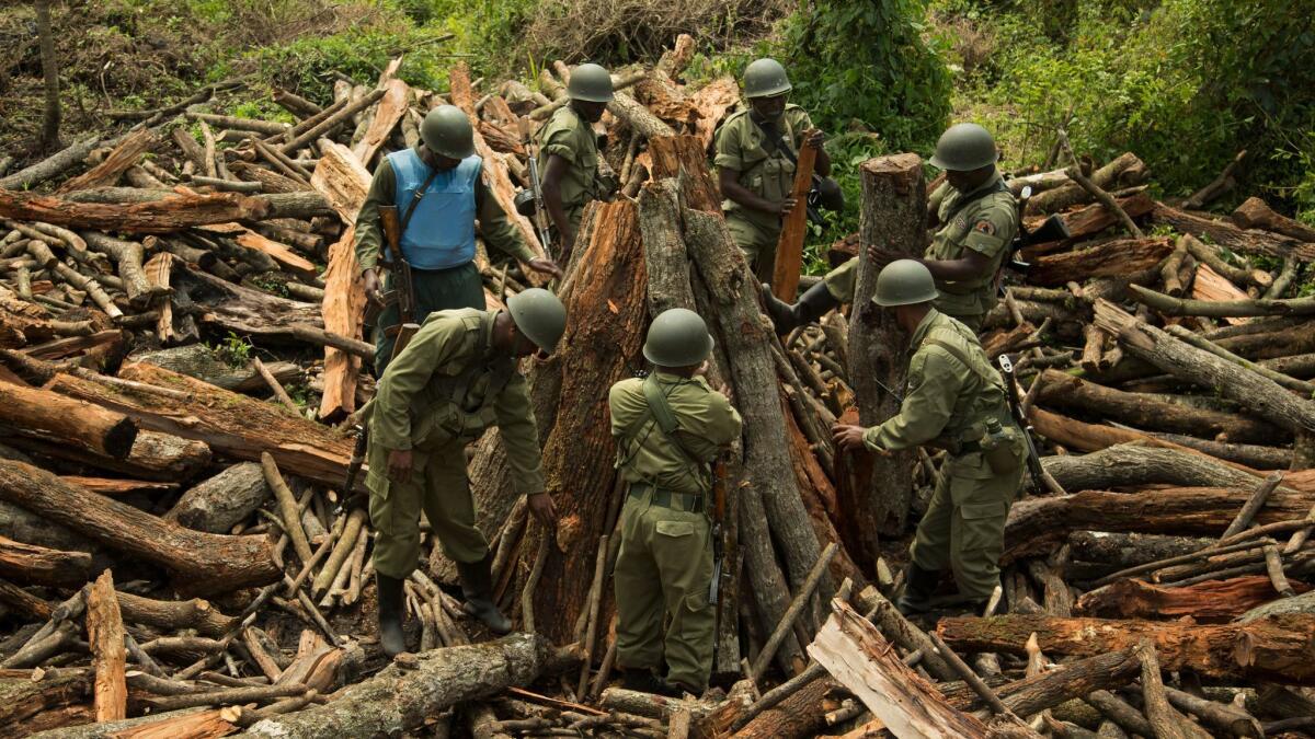 In this 2014 file photo, rangers work to dismantle an illicit charcoal operation in Congo's Virunga National Park, home to mountain gorillas.