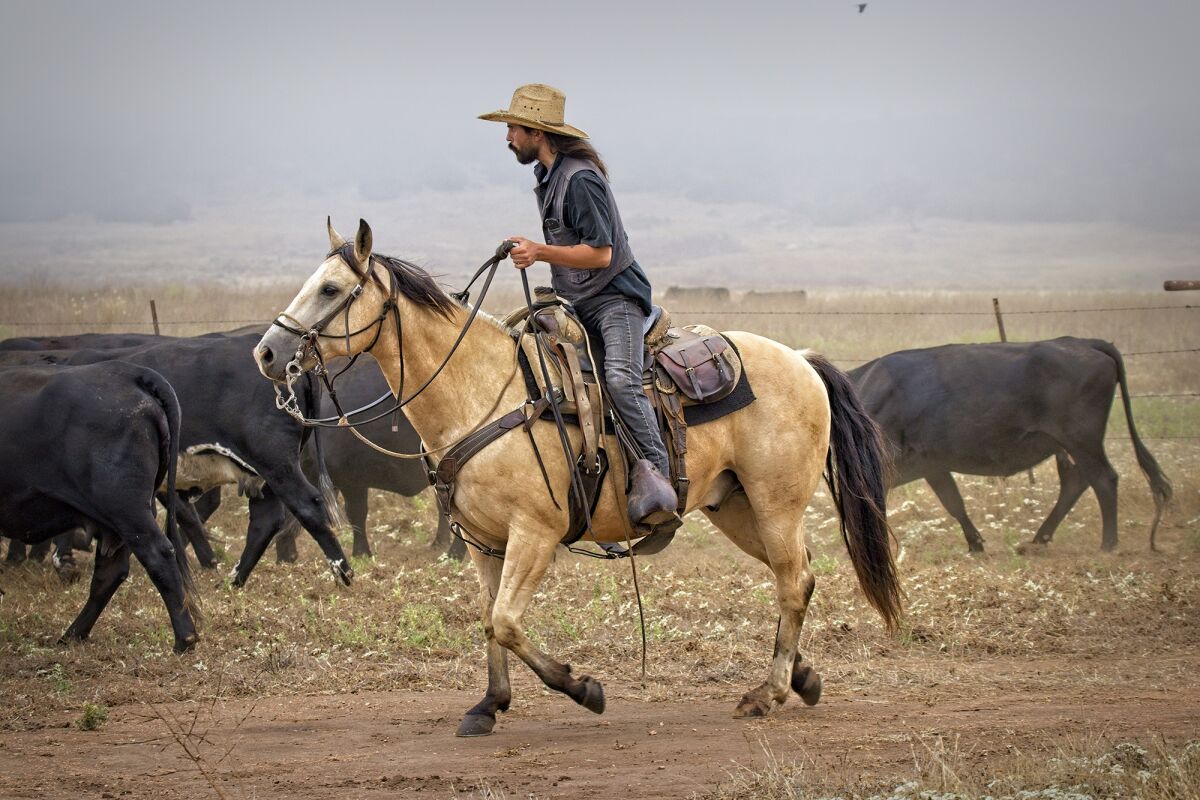 A cowboy at Rancho Guejito herds cows to new grazing land on the 23,000-acre property in Valley Center. 