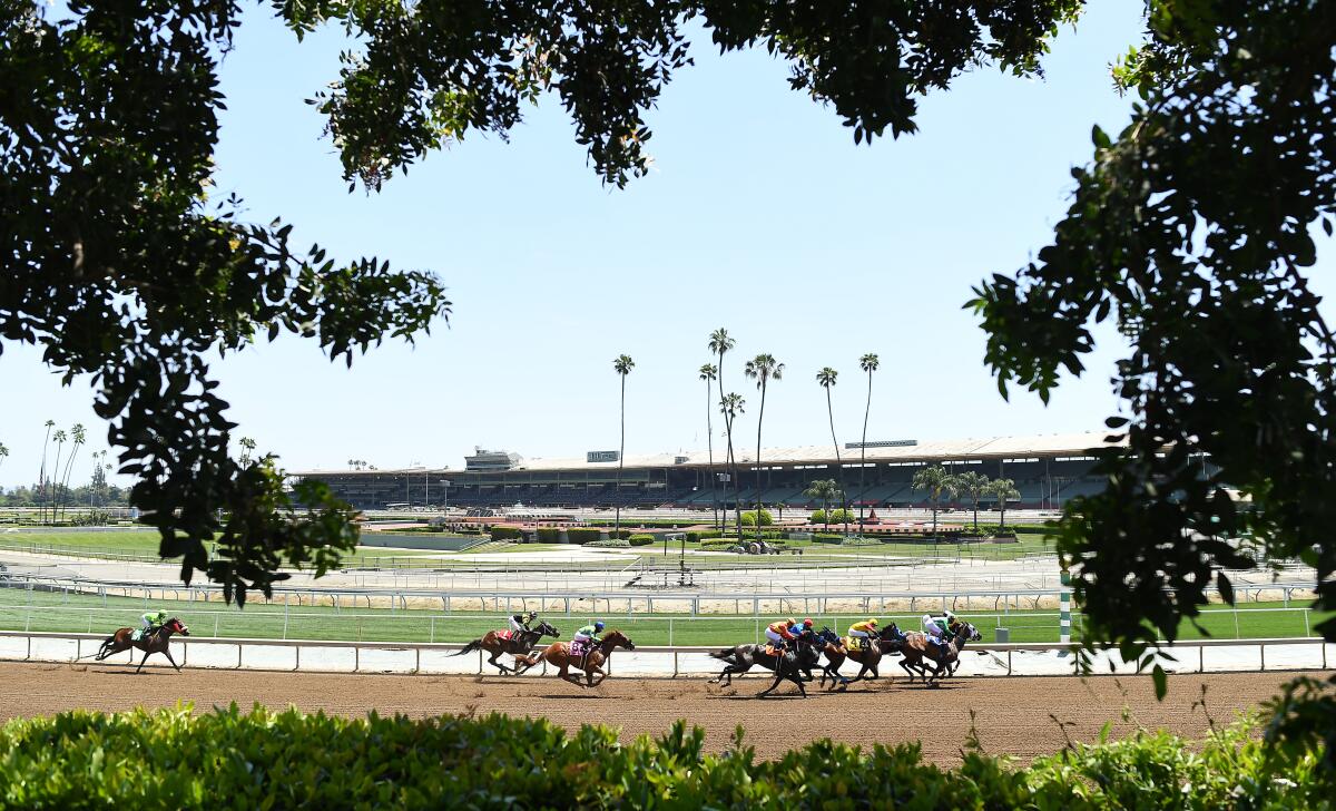 Horses race around the turn at Santa Anita in May.