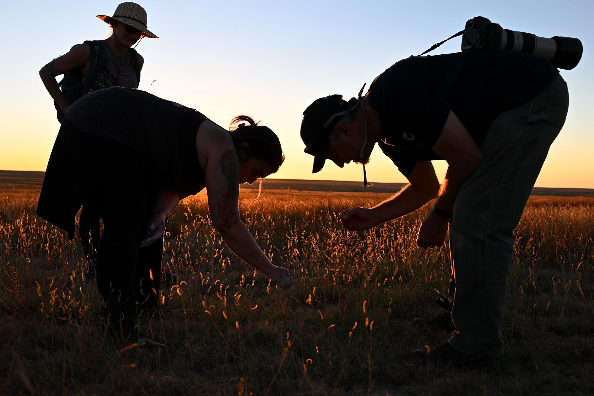 Jackie Billotte, left, and Rich Readin, use long blades of grass to try to fish female tarantulas out of their dens