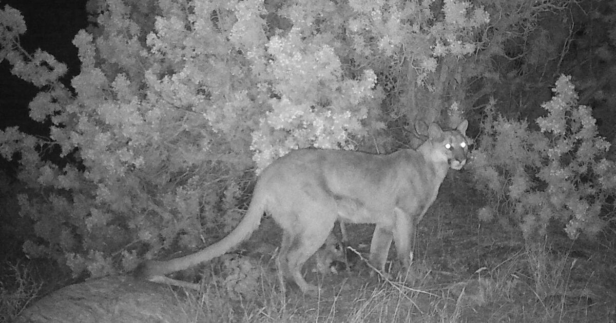 Why did California officials drop two mountain lions in the desert and