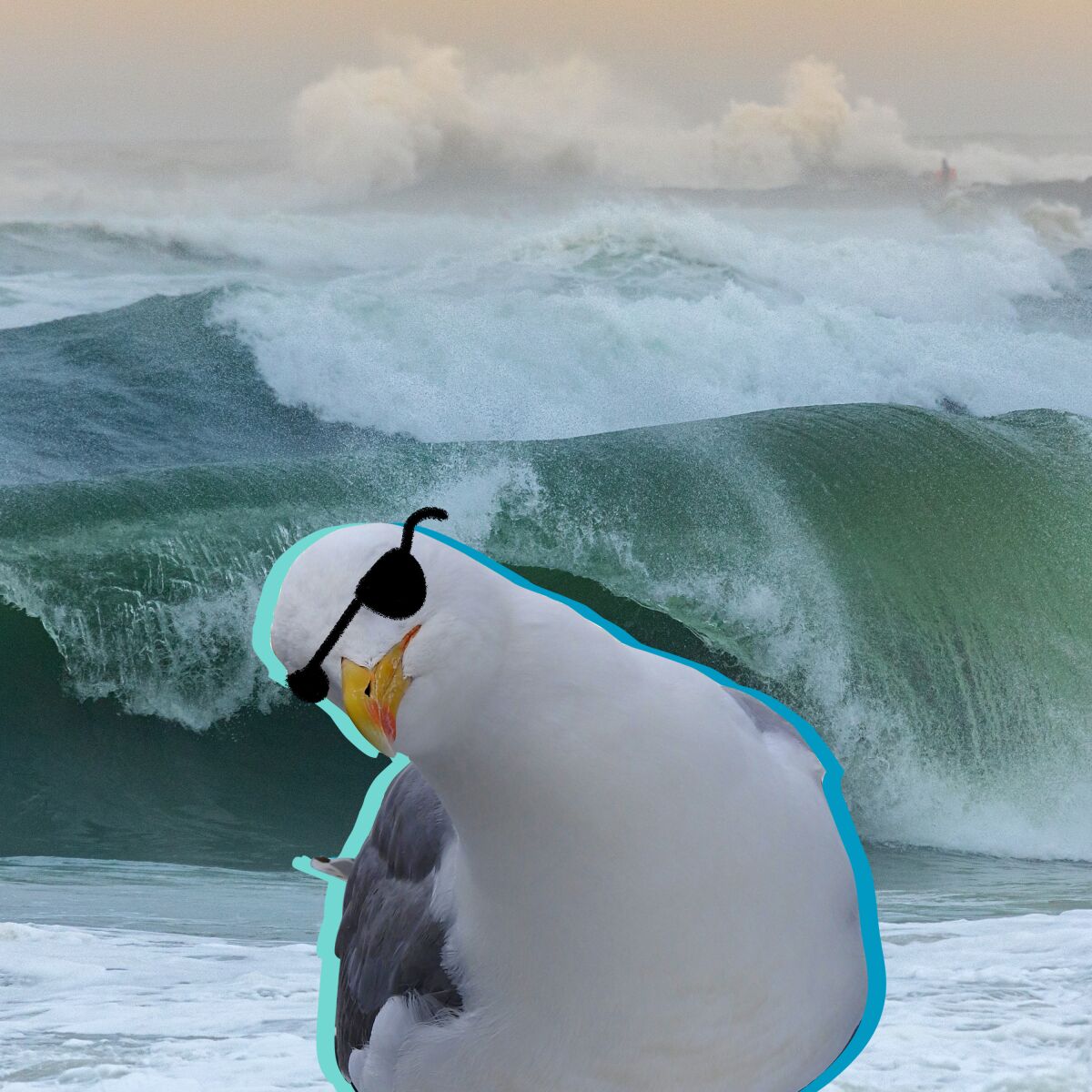 A Western gull has on sunglasses in a photo illustration.