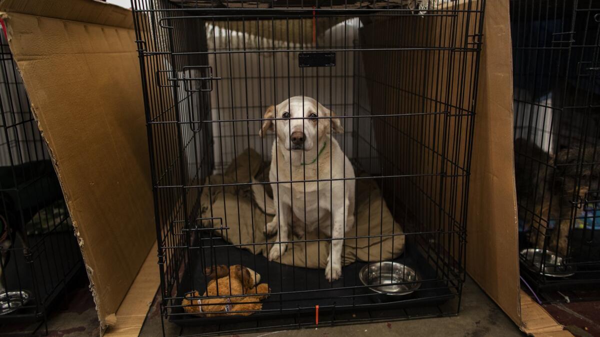 CHICO, CA - NOVEMBER 28, 2018: Just one of the many dogs rescued from the Camp fire at temporary animal shelter set up at the Chico Airport for animals rescued from the Paradise Camp fire on November 28, 2018 in Chico, California. The animals will stay there until their owners are found.(Gina Ferazzi/Los AngelesTimes)