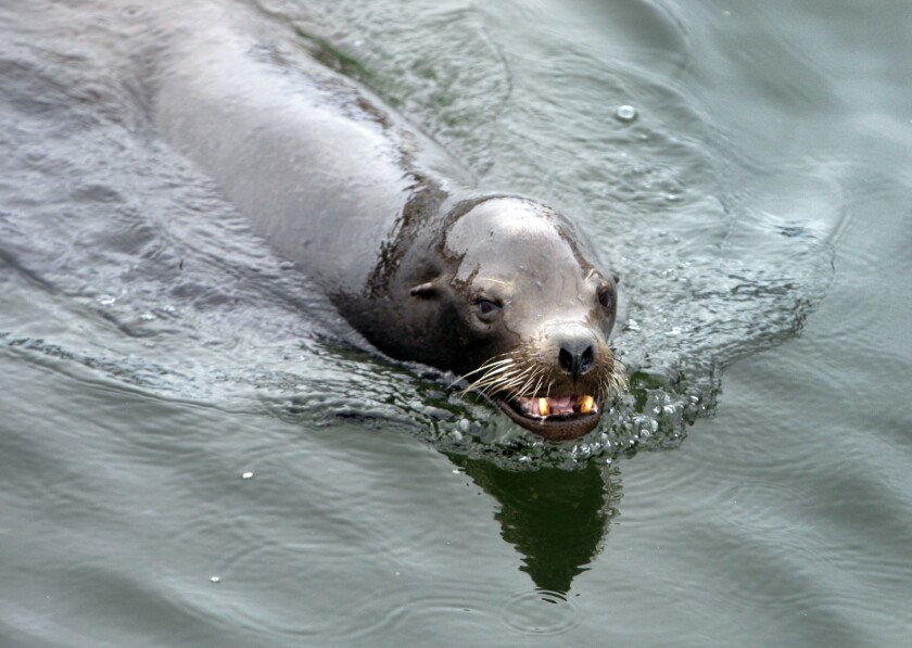 A California sea lion, like this one, bit a fisherman and dragged him to the bottom of Mission Bay. The man survived with lacerations.