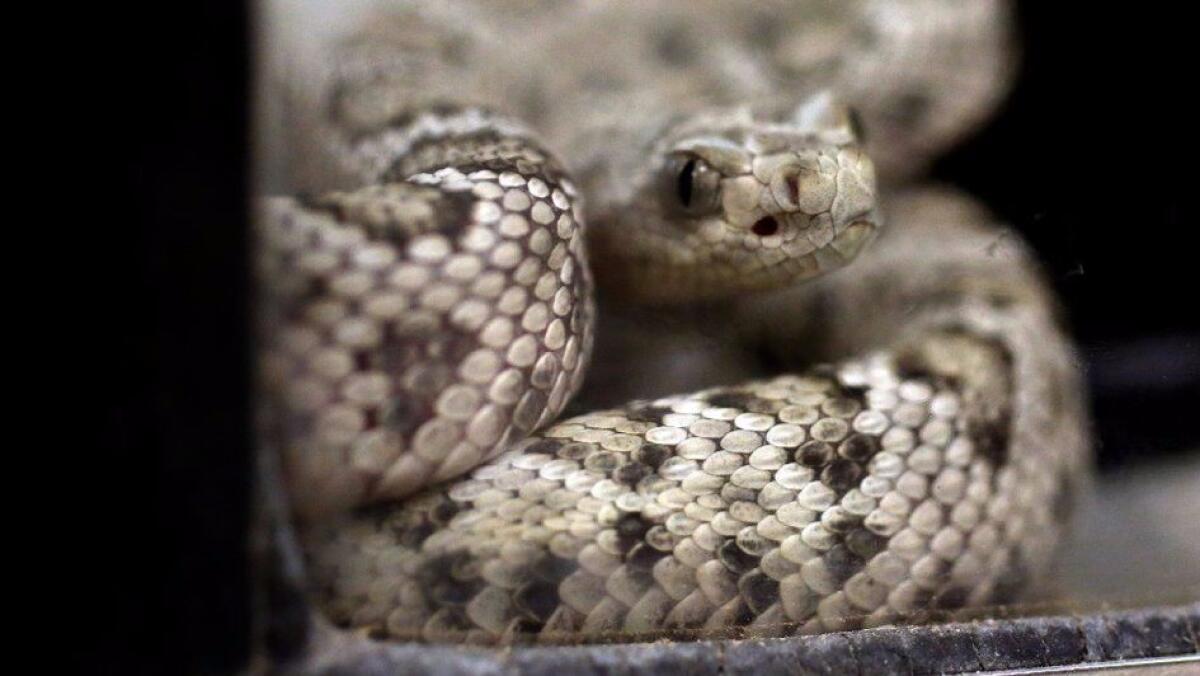 A juvenile rattlesnake.