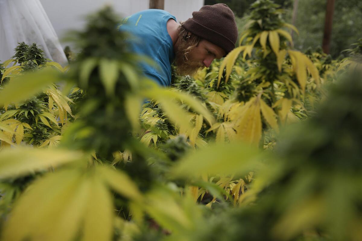 Sustainable cannabis farmer Dillon Turner applies fertilizer to a crop of plants at Sunboldt Farms in Redcrest, Calif.