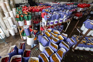 A man holds a white bucket of flowers in purple wrapping, surrounded by other buckets with purple, red and green wrapping
