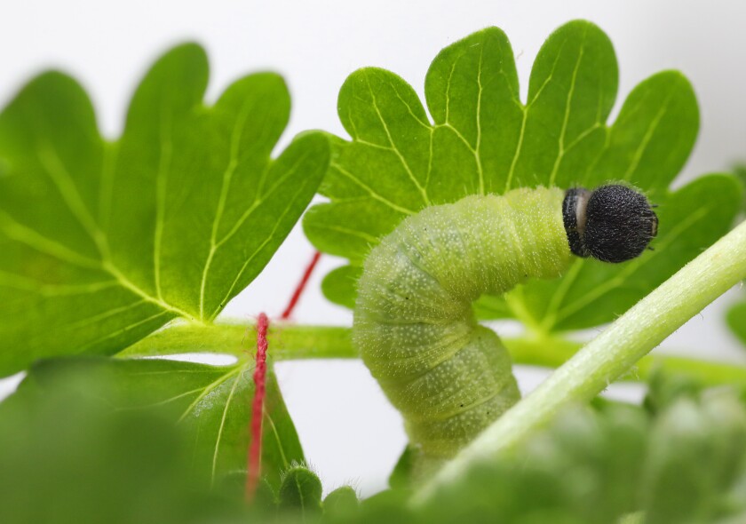 A skipper caterpillar