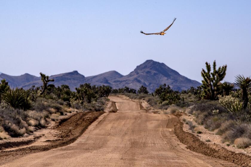 SAN BERNARDINO COUNTY, CA - APRIL 02: A red-tailed hawk flies over the historic Mojave Road in the Mojave National Preserve on Thursday, April 2, 2020 in San Bernardino County, CA. (Brian van der Brug / Los Angeles Times)