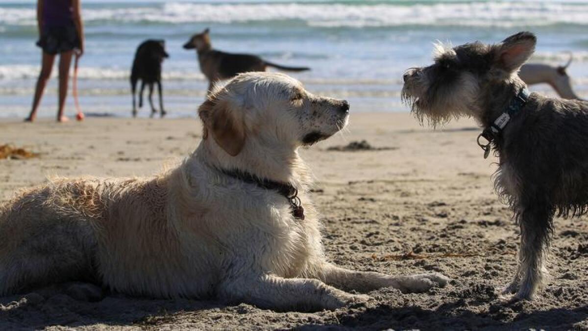 Del Mar Approves New Rules For Off Leash Dog Walking Del Mar Times