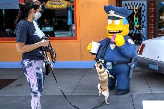 Dibs, a pug and animal actor at Universal Studios Hollywood, gets a close up look at a character on display at Springfield.