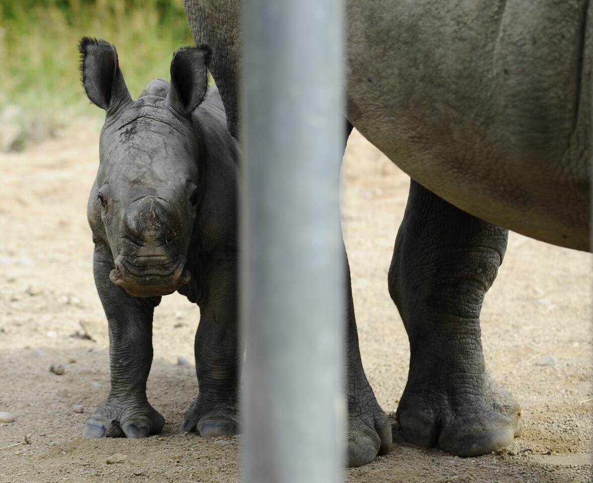 Bayami, a newborn white rhinoceros, stands next to its mother at the zoological park in Amneville, France, on July 13, 2016.