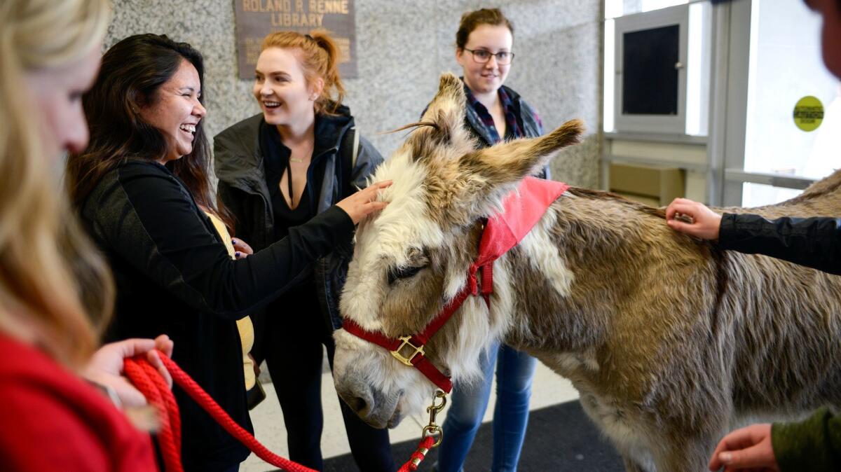 Stephanie Barnette and her certified therapy donkey, Oliver, visit students to help relieve final exam stress in the foyer of Renne Library on Montana State University campus in Bozeman.