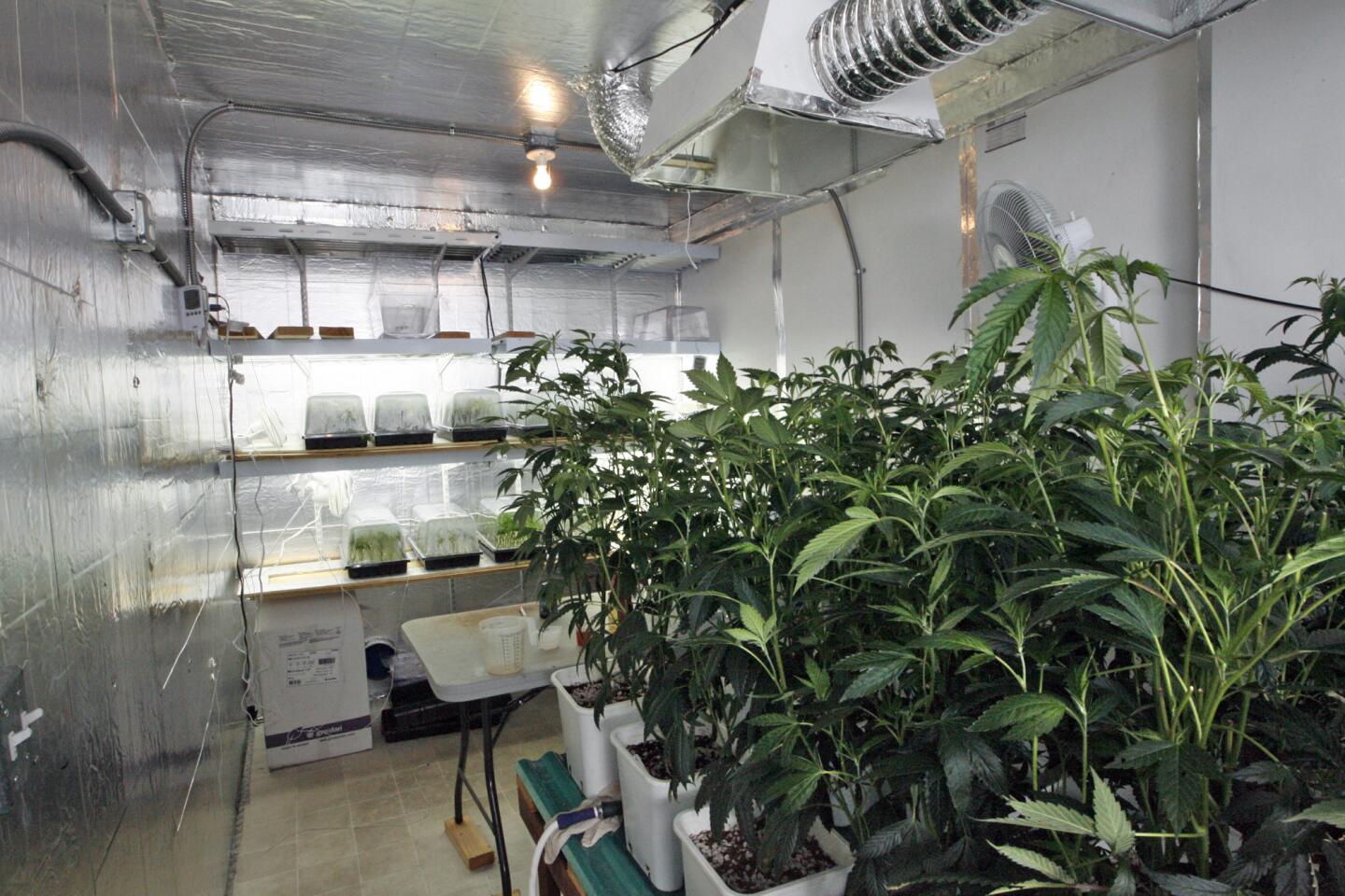 Photo Gallery: Pot growing operation busted