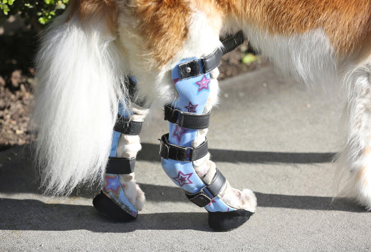 With the help of prosthetic legs, Frida walks along a sidewalk near her home in Huntington Beach.