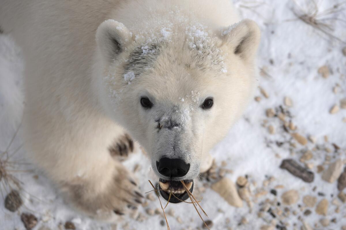La foto de 2020 provista por Polar Bears International muestra un oso polar en Churchill, Manitoba, Canada