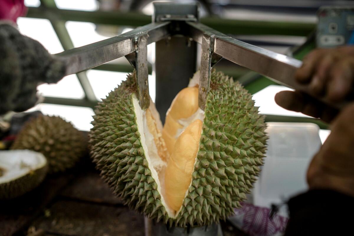A worker opens a durian for customers at a roadside fruit stall. (Suzanne Lee / For The Times)