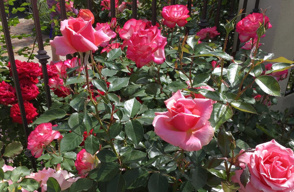 For new rose growth, feed soil, then add fertilizer - The San Diego ...