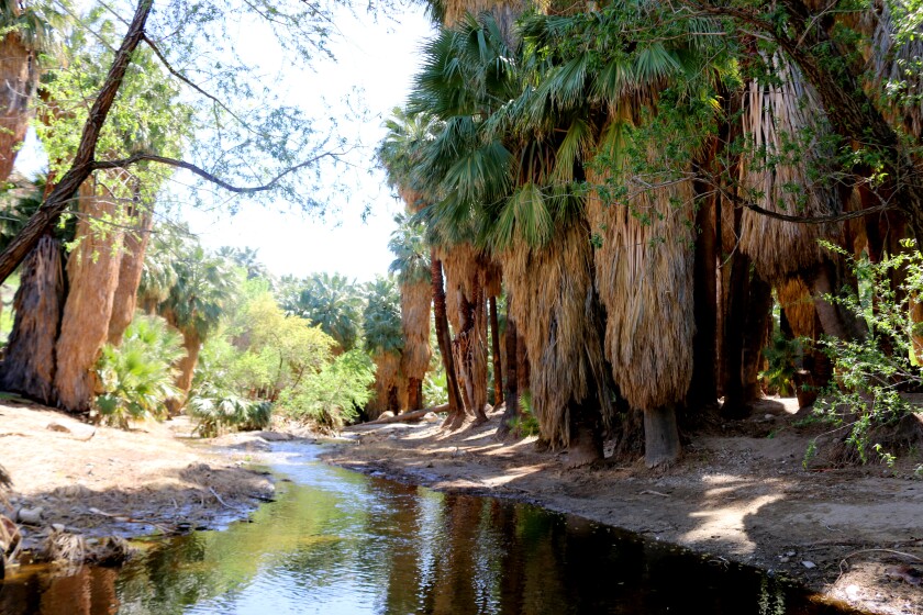 Indian Canyons, just south of Palm Springs, has more than 60 miles of trails. 