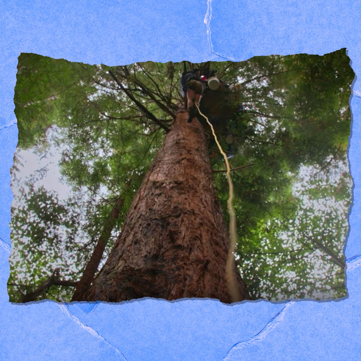 Seen from below, a person on a long yellow rope on a redwood tree.