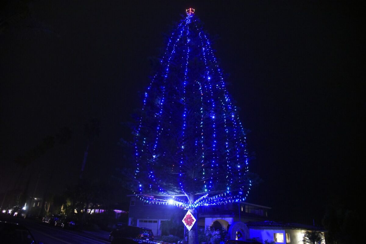 The Heritage tree located on 4th St. at Moonlight Beach in 2019.