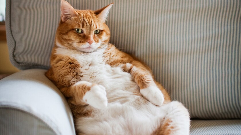Hey, fat cat: Overweight pets are unhealthy pets, vets warn - Los Angeles Times