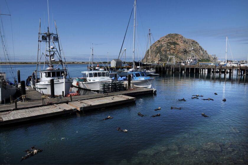 MORRO BAY CA. APRIL 2, 2019 - April 2019 of otters floating in the marina at Morro Bay in San Luis Obispo County. San Luis Obispo County's health officer Dr. Penny Borenstein has asked tourists to not visit as the county reopens shops and restaurants this week. (Marc Martin / Los Angeles Times)