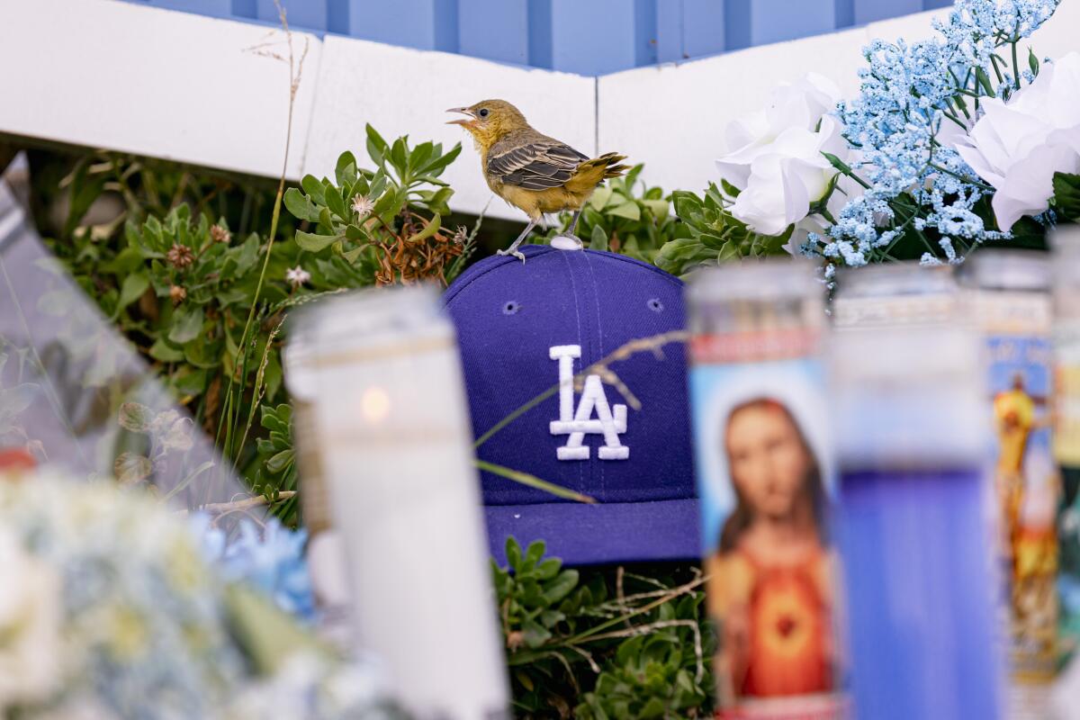 A young bird chirps atop an L.A. Dodgers hat at a memorial for announcer Vin Scully outside Dodger Stadium.