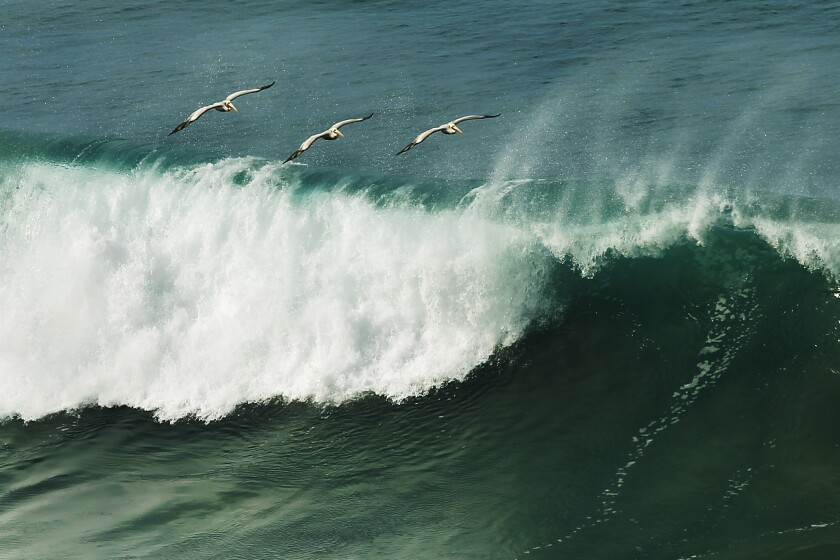 Pelicans fly over a wave at Black's Beach in La Jolla.