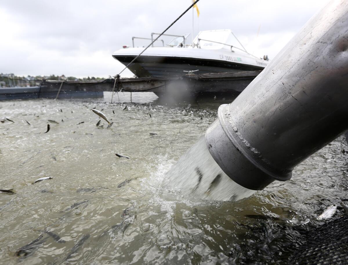 Young salmon that have been transported by tanker truck from the Coleman National Fish hatchery are loaded into a floating net suspended on a pontoon barge at Mare Island, Calif. The young fish, called smolts, will be transported to the San Pablo Bay.