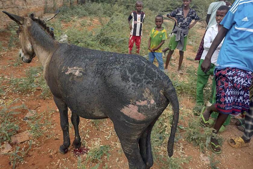 En esta imagen del jueves 18 de enero de 2024 muestra las heridas que sufrió un burro después de que un dispositivo explosivo improvisado estalló en el condado de Mandera, Kenia. (AP Foto)