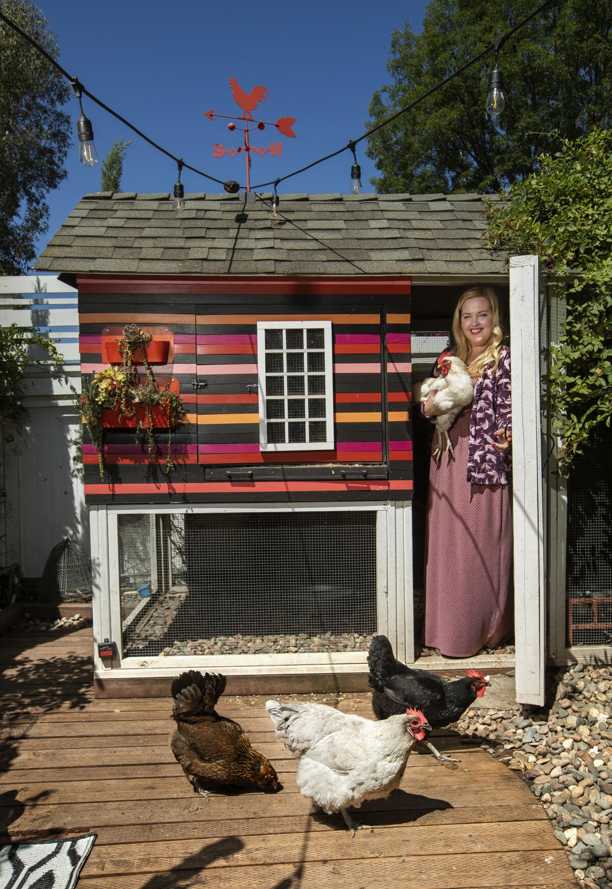Kate Richards holds her Delaware chicken Princess Vespa inside the coop she designed.