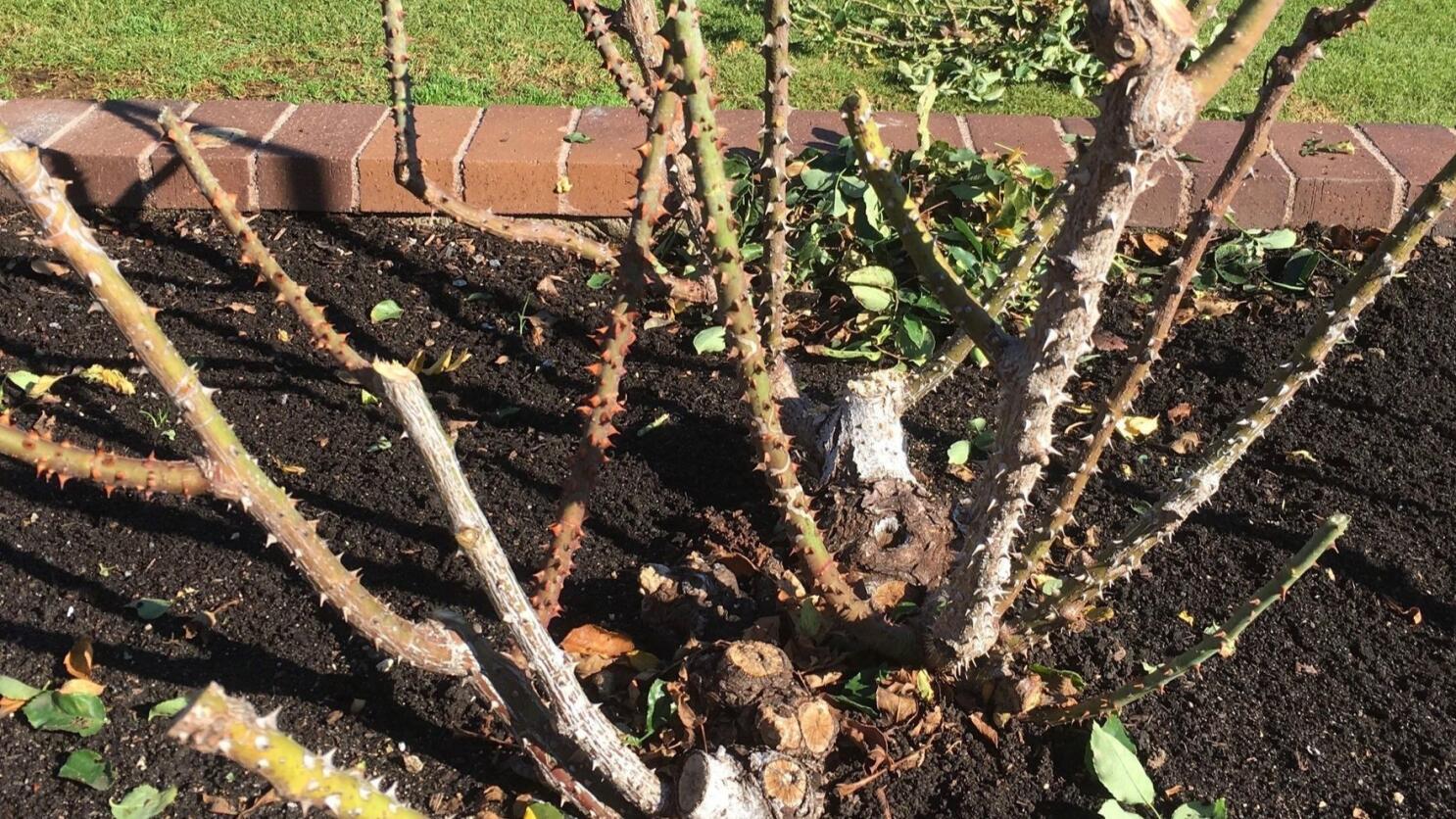 Spring Pruning for Shrub Roses  Nebraska Extension in Lancaster County