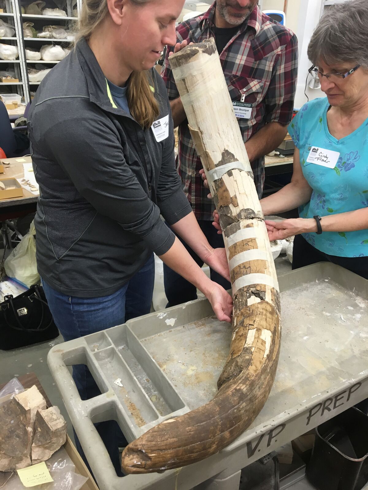 Researchers handle a Mastodon tusk from the Page-Ladson site. Its curvature is typical for an upper tusk from the left side. (DC Fisher / University of Michigan Museum of Paleontology)