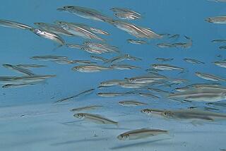 LONG BEACH, CALIF. -- WEDNESDAY, APRIL 10, 2019: 1200 federally endangered Delta Smelt that were hatched at the UC Davis Fish Conservation & Culture Lab, swim around a holding tank after being transferred from the lab to the Aquarium of the Pacific in Long Beach, Calif., on April 10, 2019. The Aquarium of the Pacific in Long Beach is setting the stage for the public debut of the most reviled fish in the western United States: the federally endangered Delta smelt, a minnow on the brink of extinction that is at the heart of a bitter struggle over the use of California?s most important estuary. The exhibit in the aquarium?s new $53-million ?Pacific Visions? wing intends to use a school of Delta smelt to focus attention on the challenge of restoring habitat for the species while ensuring a sustainable water supply for the state of 40 million people. (Allen J. Schaben / Los Angeles Times)