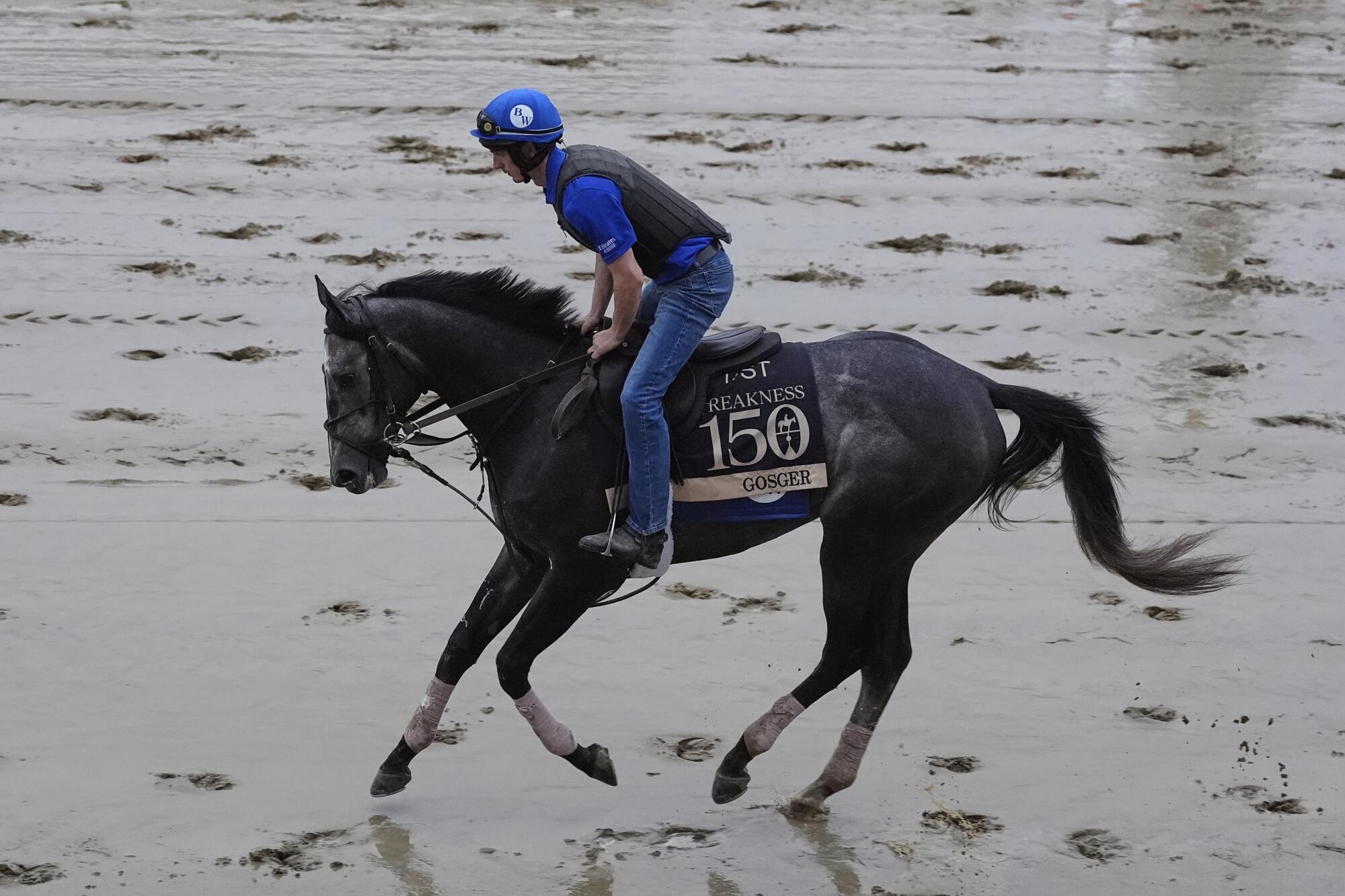 Preakness Stakes entrant Gosger works out at Pimlico Race Course on Thursday.
