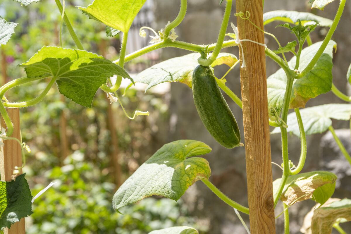 Grow cucumber plants by a trellis or tomato cage that the tendrils can climb.