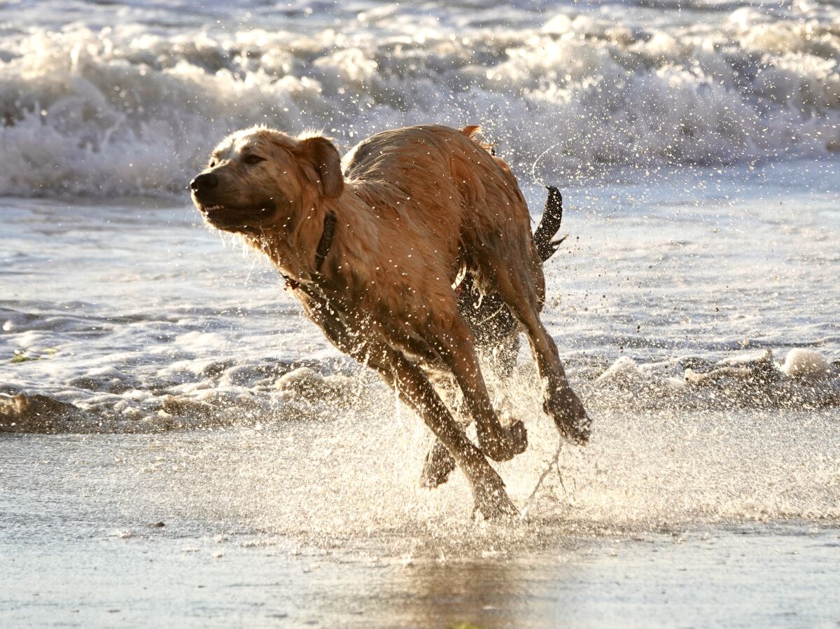 Sea surface temperatures are in the 58 to 60 degree range — not too low to keep this dog out of the water.
