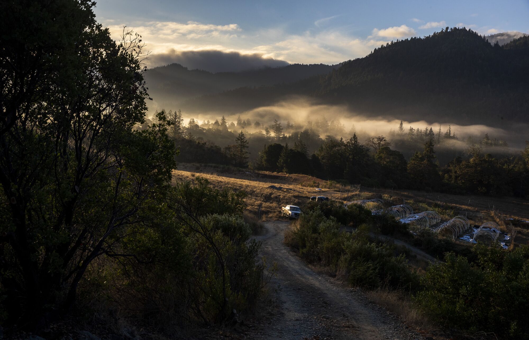 The rising sun sets low clouds aglow over a cannabis farm.